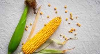 Ціни на кукурудзу в Україні опускаються під тиском логістичних проблем в портах Рис.1