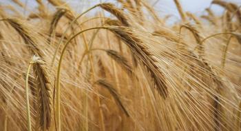 В Україні ціни на пшеницю продовжують падати через скорочення експортного попиту Рис.1
