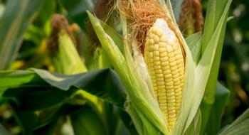 Ціни на кукурудзу в Україні залишаються високими Рис.1