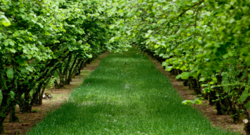Агрохолдинг «Галс-Агро» заклав великий фундуковий сад Рис.1