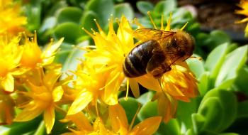 Відбувся всеукраїнський семінар-нарада щодо для запобігання отруєнню та загибелі бджіл Рис.1