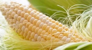 За 4 місяці 2021/22 МР обсяг експорту української кукурудзи в ЄС зріс майже на третину Рис.1
