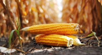 Ціна кукурудзи падає в очікування звіту експертів USDA Рис.1