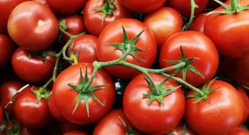Біозбагачені томати можуть стати джерелом провітаміну D3 Рис.1