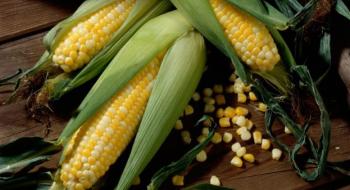Ціни на кукурудзу опускаються на тлі планів Китаю про купівлю бразильського зерна Рис.1