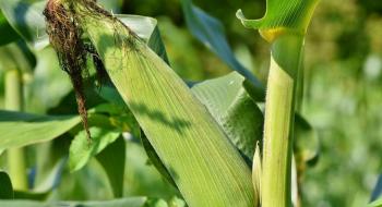 Деякі сорти кукурудзи здатні потоваришувати із ґрунтовою бактерією для захисту від шкідників. Рис.1