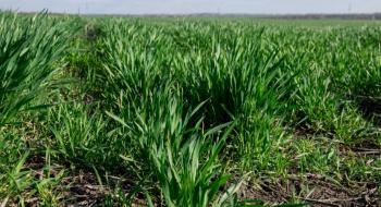 В Україні погода сприяє формуванню врожаю, а спека в Індії погіршує стан посівів Рис.1