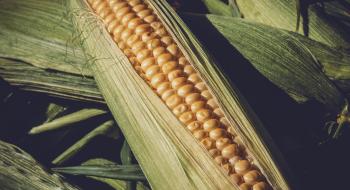 Зміна клімату особливо сильно вдарить по кукурудзяному поясу США,- дослідження Рис.1