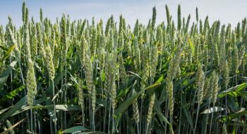 На Одещині буде пристойний урожай пшениці Рис.1