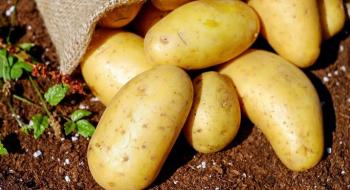 Вчені виявили у картоплі раніше невідомий ген розвитку бульб Рис.1