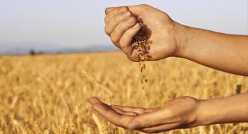 Фермери змушені продавати пшеницю, щоб розрахуватися з пайовиками Рис.1