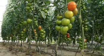 Вчені розробили біодобриво з використанням рослинних решток томатів  Рис.1