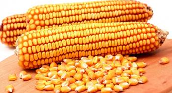 USDA  збільшив прогноз вироб ництва та експорту кукурудзи Україною в 2022/23 МР Рис.1