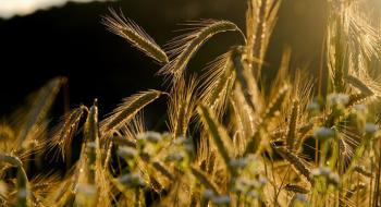 Аграрії змушені задешево продавати пшеницю задля обігових коштів Рис.1