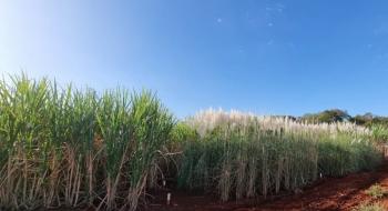 Штучний інтелект допомагає прогнозувати продуктивність цукрової тростини в полі Рис.1