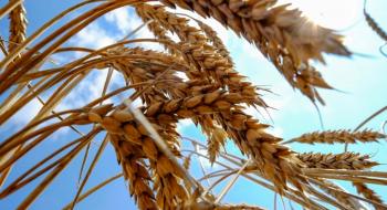 Ціни на пшеницю продовжують падати в очікуванні звіту USDA Рис.1