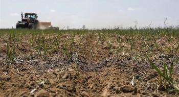 Дослідження показує, що покривні культури можуть знизити врожайність Рис.1