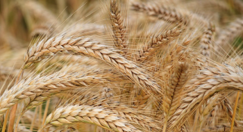 Кенія отримала другу партію української пшениці Рис.1