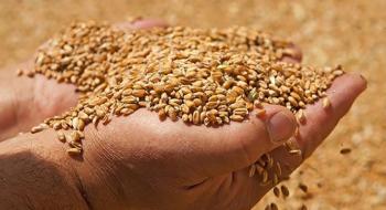 Японія закупить української пшениці для Сомалі на $14 млн Рис.1