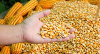 Ціни на кукурудзу нижче ринкових, імпортери наполягають на все більшому дисконті Рис.1