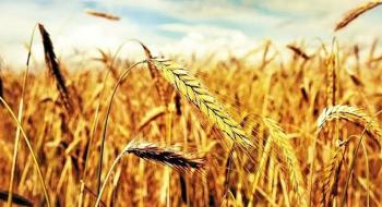Прогноз: у 2023 році посівні площі під зерновими в Україні скоротяться на 45%, а валовий збір - на 60% Рис.1