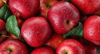 Україна відновила експорт свіжих яблук до Малайзії та Близького Сходу Рис.1