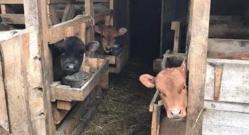 В Польщі заборонять корми для тварин з ГМО Рис.1