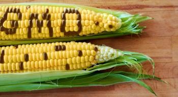 Тарас Висоцький: ГМО - це питання біологічної безпеки, і компромісів тут бути не може  Рис.1
