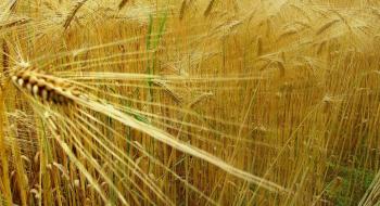 В Україні прогнозують рекордні залишки пшениці та кукурудзи Рис.1