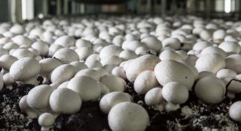 Найпотужнішу українську грибну ферму закриють або передадуть в оренду Рис.1