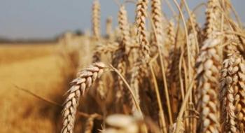 USDA збільшив прогноз споживання та знизив оцінку запасів пшениці, проте ціни продовжили падіння Рис.1
