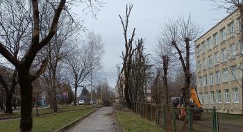 У Києві затвердили нові стандарти догляду за деревами Рис.1