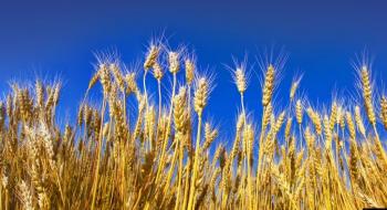 ЄС знижує прогноз експорту пшениці на сезон 22/23 та підвищує прогноз запасів , - огляд іноземних ЗМІ 29.04-01.05.2023 Рис.1
