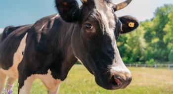 Щоби запобігти глобальному потеплінню: у Великій Британії корів годуватимуть нарцисами Рис.1