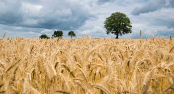 Яку врожайність пшениці очікують українські фермери у 2023 році?  Рис.1
