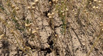Казахстанські фермери зазнали мільярдних збитків через посуху  Рис.1