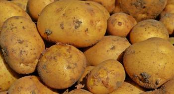 Названо регіон-лідер за врожайністю картоплі Рис.1