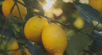 «Південна Африка та Аргентина зіткнуться зі значними проблемами в постачанні лимонів до Європи на початку цього літа» Рис.1