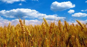 ДПЗКУ надає пріоритет дрібним та середнім сільгоспвиробникам при закупівлі зерна Рис.1