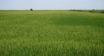 На Херсонщині представили нові технології вирощування рису на крапельному зрошенні Рис.1