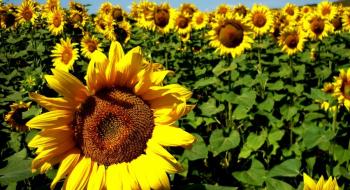 Нові гібриди кондитерського соняшнику стануть доступними українським аграріям Рис.1