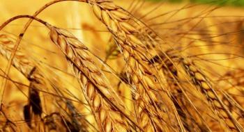 Очікується зростання глобального виробництва пшениці, ячменю та соняшнику Рис.1