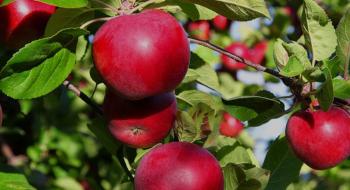 Промислові сади поповнились новими сортами яблук Рис.1