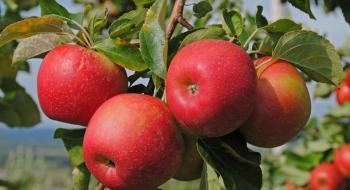 Україна збере найнижчий врожай яблука за останні 6 років Рис.1