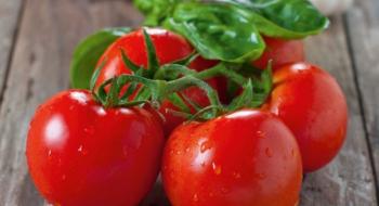 Україна знизила експорт томатів до рекордно низького рівня, одночасно помітно збільшивши імпорт Рис.1