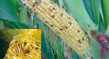 В двох областях України запроваджено карантинний режим по західному кукурудзяному жуку Рис.1