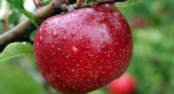 В Україні лише кілька компаній вирощують товарне органічне яблуко Рис.1