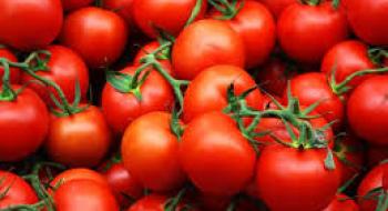 Вчені створили помідори з підвищеними антиоксидантними властивостями Рис.1