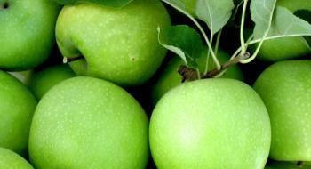 Яблуневі сади зменшуються, урожайність збільшується Рис.1