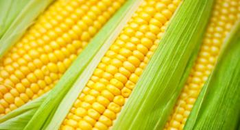 Зібрано перші 200 тонн кукурудзи нового врожаю Рис.1